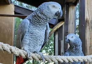 Handaufgezogene und zahme Kongo-Graupapageien