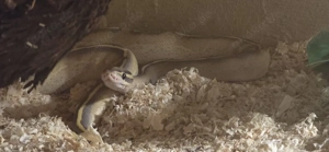 Königspython Gravel   Highway