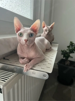 Deckkater mit Tasthaare 