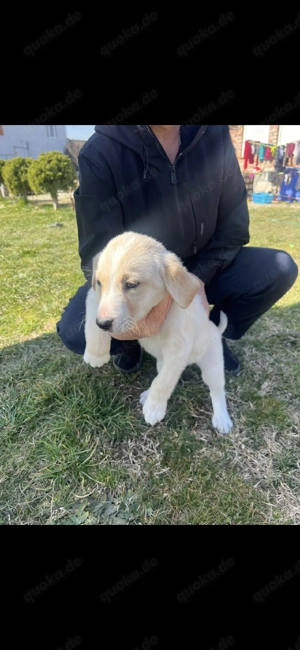 der süße rüde sucht noch ein zuhause 