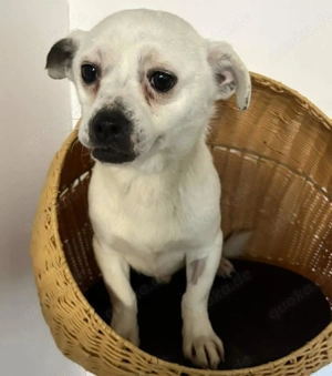 Katzenverträgliches Mini Männlein Erwin