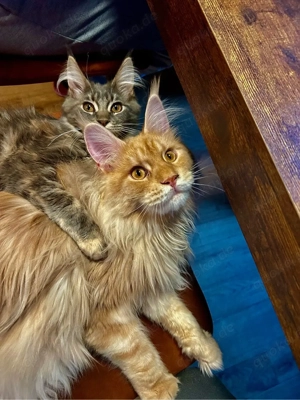 Main Coon Juno & Nova