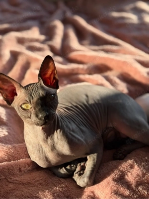    Süßer Kater  Naki  sucht eine liebe Katzenfreundin   