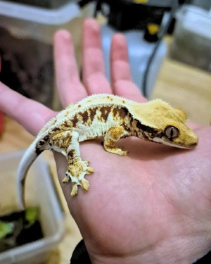 Kronengecko Nachzuchten