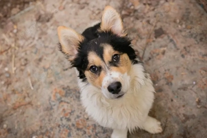 Chip 271619 - bin ich nicht ein goldiges Männlein