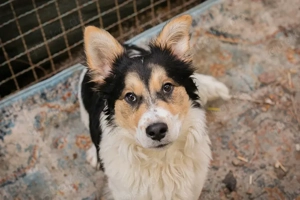 *GINO* Der Junghund ist fröhlich, aktiv, aufgeschlossen und neugierig