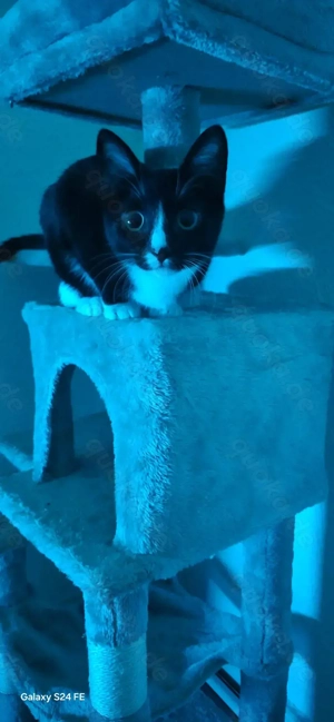  Katze Mädchen 5 oder 6 Monaten zu verschenken