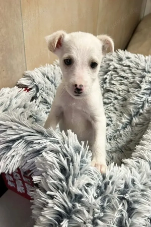 kleiner süßer *JIN*