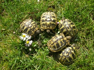 Griechische Landschildkröten zu verkaufen Bild 3