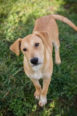 Chip 271243 - ein verspielter Welpe sucht sein Zuhause Bild 6