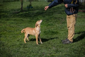 Chip 271243 - ein verspielter Welpe sucht sein Zuhause