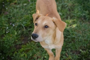 Chip 271243 - ein verspielter Welpe sucht sein Zuhause Bild 8