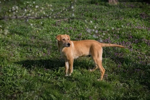 Chip 271243 - ein verspielter Welpe sucht sein Zuhause Bild 3