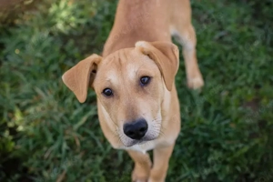 Chip 271243 - ein verspielter Welpe sucht sein Zuhause Bild 9