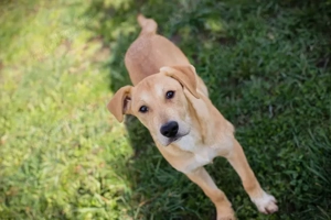 Chip 271243 - ein verspielter Welpe sucht sein Zuhause Bild 5