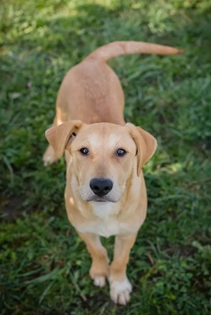 Chip 271243 - ein verspielter Welpe sucht sein Zuhause Bild 7