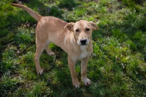 Chip 271243 - ein verspielter Welpe sucht sein Zuhause Bild 4