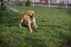 Chip 271243 - ein verspielter Welpe sucht sein Zuhause Bild 2