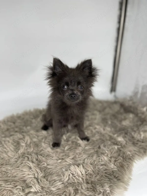 Pomchi Zwergspitz x Chihuahua Rüde Welpe