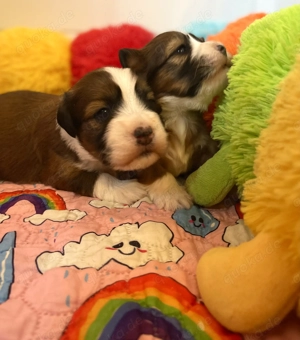 Havaneser Welpen mit Stammbaum  