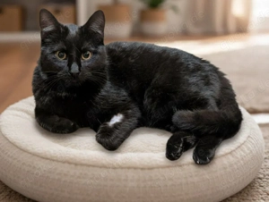 Schwarze Panther-Schönheit Naomi sucht ihr Für-immer-Zuhause