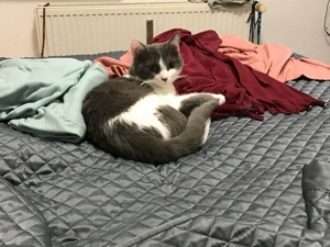 kleine weibliche Katze