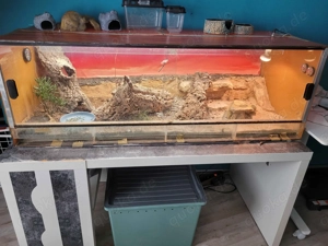 Bartagame inkl. Terrarium + Futtertiere