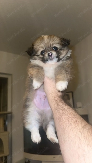 Auszugsbereit!  Pomchi-Welpen suchen liebevolles Zuhause  Bild 4