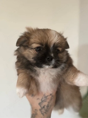 Auszugsbereit!  Pomchi-Welpen suchen liebevolles Zuhause 