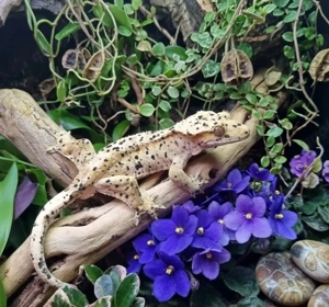 full body Super Dalmatiner 