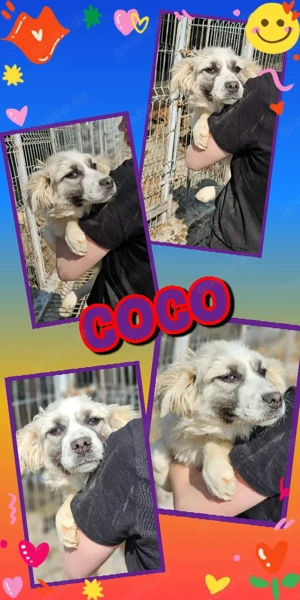 bezauberndes Welpenmädchen "Coco" sucht ein liebevolles Zuhause 