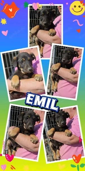 wunderschöner Welpenjunge "Emil" ist auf der Suche nach seinen Menschen