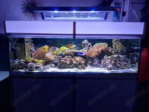  Maxspect Recurve LED Bild 2
