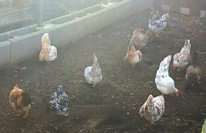 Bruteier von Europäischen Serama 