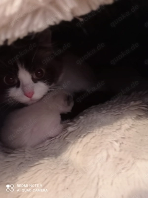 Ragdoll mit Stammbaum 