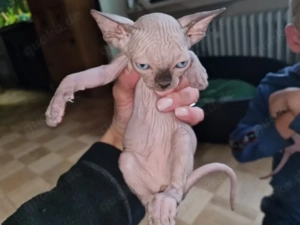 Sphynx kitten zu abzugeben