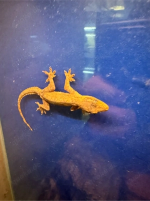 Asiatische Hausgeckos