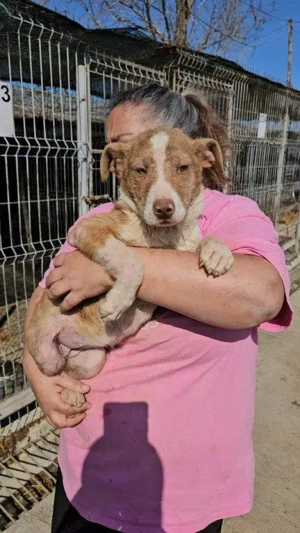 bezauberndes Welpenmädchen "Quinoa" sucht ein liebevolles Zuhause