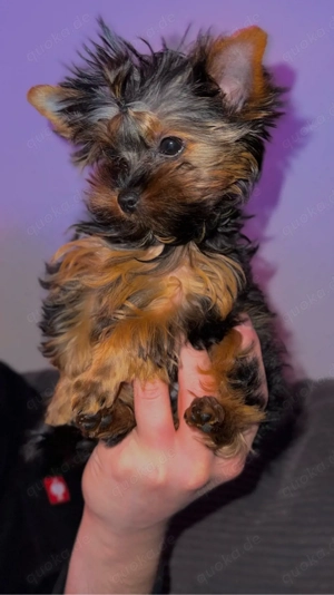 Yorkshire-Terrier 