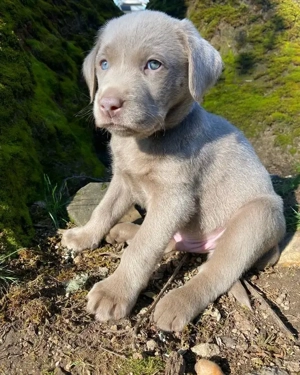 Labrador-Junge mit silberblauen Augen