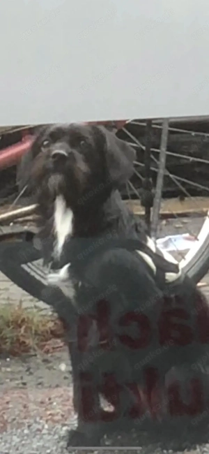 Bella sucht dringend ein neues Zuhause 