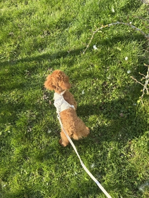 Toypudel in Red Braun  Bild 3