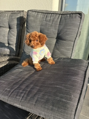 Toy Pudel in Red Braun 