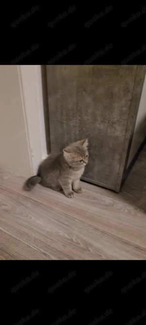 BKH aus Zucht, Eltern haben Ahnentafel 