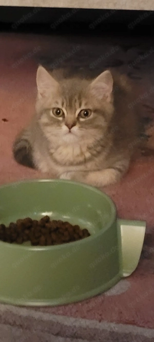 Zuckersüß BKH kitten aus Zucht mit stammbaum und Impfpass und 2 mal geimpft 