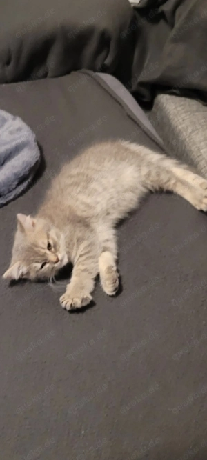 BKH kitten aus Zucht + geimpft, Eltern haben Ahnentafel 