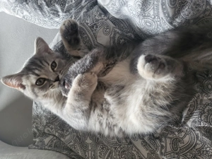 Verschmuster Kater BKH 14 Wochen