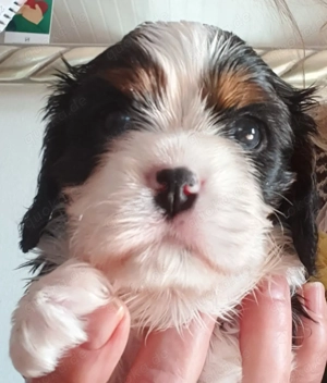 Cavalier-King-Charles-Spaniel-Welpe
