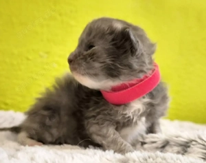 Maine Coon Kitten ab Ende Mai 