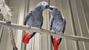 2 süße und liebe Graupapageien Babys abzugeben